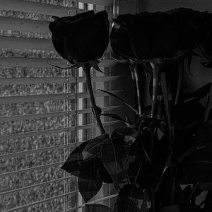 Meet your Posher, Priscila